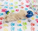 Small #1 Maltese-Poodle (Toy) Mix