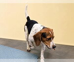 Small #2 Beagle Mix