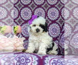 Poodle (Miniature) Puppy for sale in CHRISTIANA, PA, USA