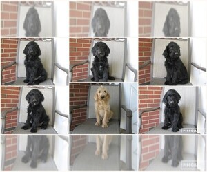 Labradoodle Puppy for sale in MARTINSBURG, PA, USA
