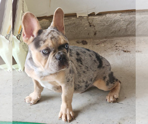 French Bulldog Puppy for sale in ELLENWOOD, GA, USA