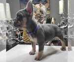 Puppy 5 French Bulldog