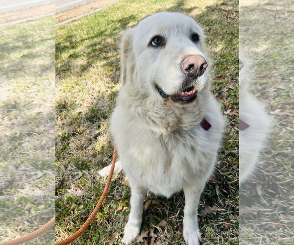 Medium Photo #8 Great Pyrenees Puppy For Sale in Spring, TX, USA