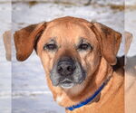 Small Labrador Retriever-Rhodesian Ridgeback Mix