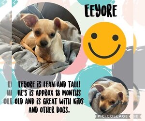 Chug Dogs for adoption in Texarkana, TX, USA