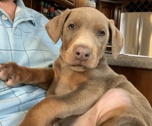 Doberman Pinscher Puppy for sale in BRISTOL, CT, USA