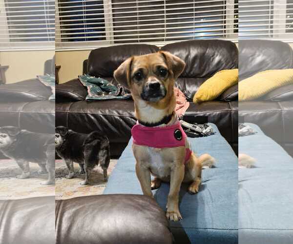 Medium Photo #2 Chug Puppy For Sale in MIDWAY, UT, USA