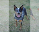 Small #1 Australian Cattle Dog