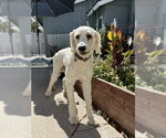 Small #3 Poodle (Standard) Mix