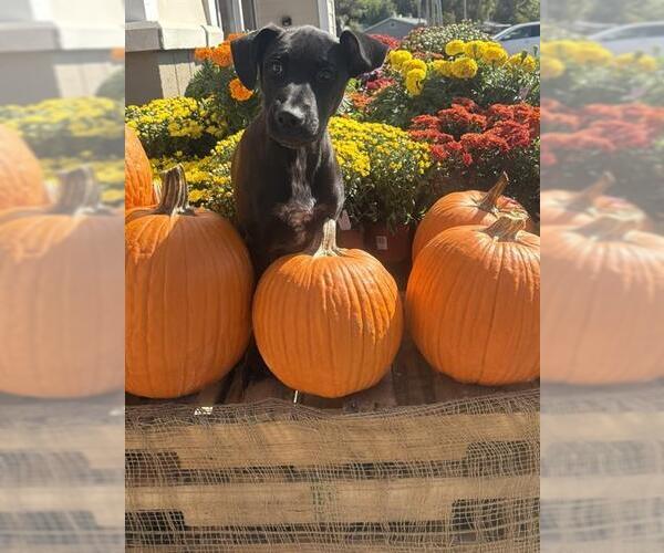 Medium Photo #1 Mutt Puppy For Sale in Bakersfield, CA, USA