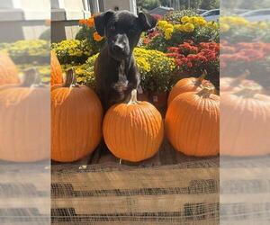 Mutt Dogs for adoption in Bakersfield, CA, USA