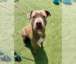 American Pit Bull Terrier-Unknown Mix Dogs for adoption in Pasadena, TX, USA