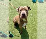 Small American Pit Bull Terrier Mix