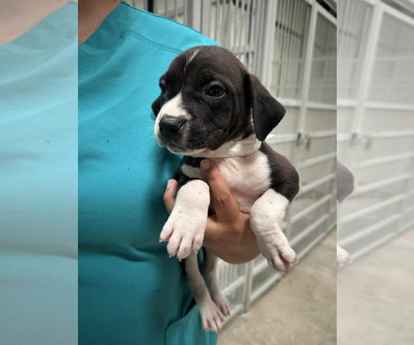 Medium Photo #3 Labrador Retriever-Unknown Mix Puppy For Sale in Royal Palm Beach, FL, USA