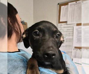 Eilish - Female Mutt Dog for Adoption - Photo #2