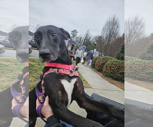 Great Dane-Labrador Retriever Mix Dogs for adoption in Thomasville, NC, USA