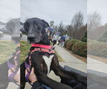Small Great Dane-Labrador Retriever Mix