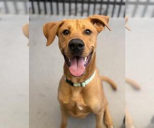 Rhodesian Ridgeback Dogs for adoption in Santa Maria, CA, USA