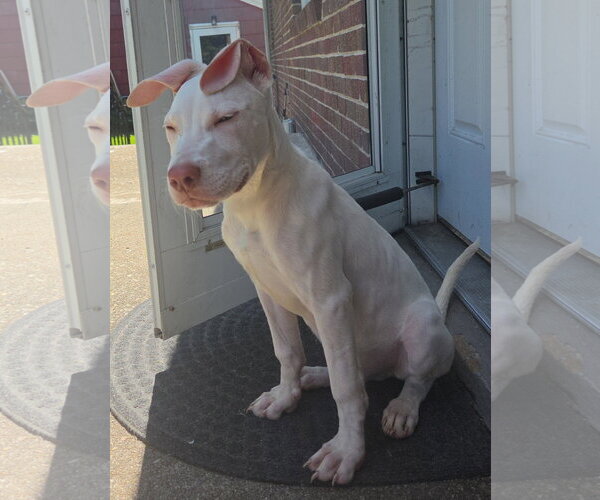 Medium Photo #3 Great Dane-Labrador Retriever Mix Puppy For Sale in Virginia Beach, VA, USA