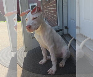 Ella - Female Great Dane-Labrador Retriever Mix Dog for Adoption - Photo #3