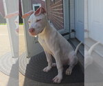 Small Photo #3 Great Dane-Labrador Retriever Mix Puppy For Sale in Virginia Beach, VA, USA
