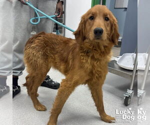 Golden Retriever Mix Dog for Adoption in Washington, District of Columbia USA