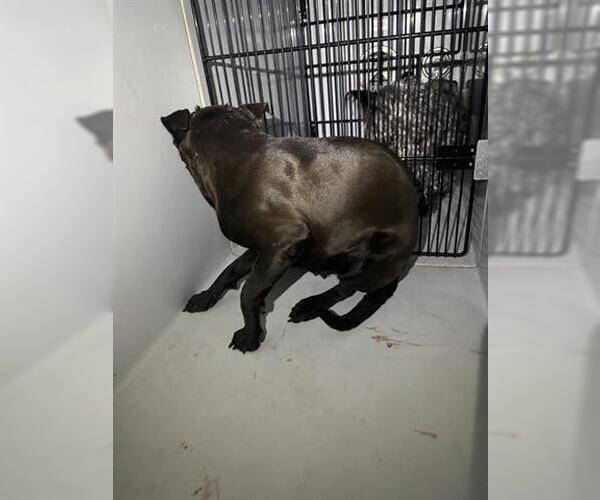 Medium Photo #1 Mutt Puppy For Sale in Houston, TX, USA