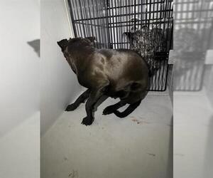 Mutt Dogs for adoption in Houston, TX, USA