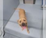 Small #1 Mutt