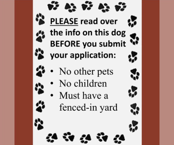 Medium Photo #4 Mutt Puppy For Sale in Fargo, ND, USA