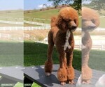 Small Photo #1 Goldendoodle Puppy For Sale in AGOURA HILLS, CA, USA