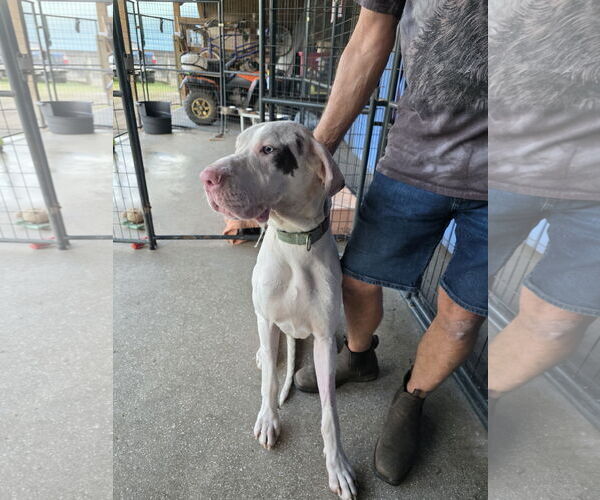 Medium Photo #1 Great Dane Puppy For Sale in Palm Beach, FL, USA