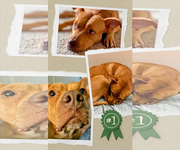 Medium Photo #4 American Staffordshire Terrier-Unknown Mix Puppy For Sale in columbia, SC, USA