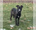 Small #6 German Shepherd Dog Mix