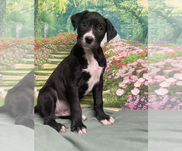 Medium Photo #3 American Staffordshire Terrier-Unknown Mix Puppy For Sale in Lakewood, CO, USA