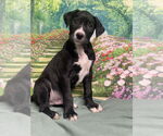 Small #2 American Staffordshire Terrier Mix