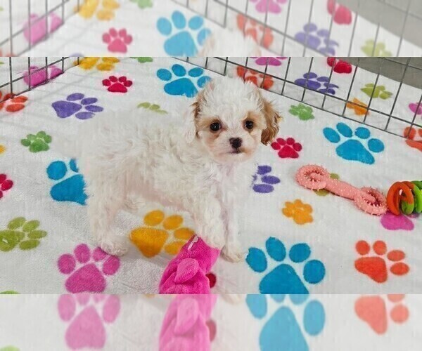Medium Photo #9 Cavapoo (Miniature)-Poodle (Toy) Mix Puppy For Sale in ORO VALLEY, AZ, USA