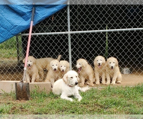 Medium Photo #2 Great Pyrenees Puppy For Sale in ORANGE, TX, USA