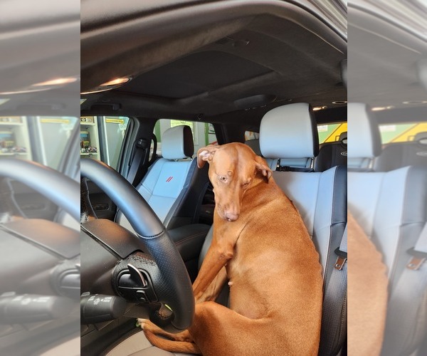 Medium Photo #1 Rhodesian Ridgeback Puppy For Sale in YOUNGWOOD, PA, USA