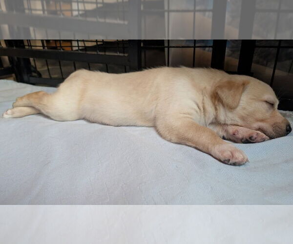 Medium Photo #7 Mutt Puppy For Sale in San Diego, CA, USA