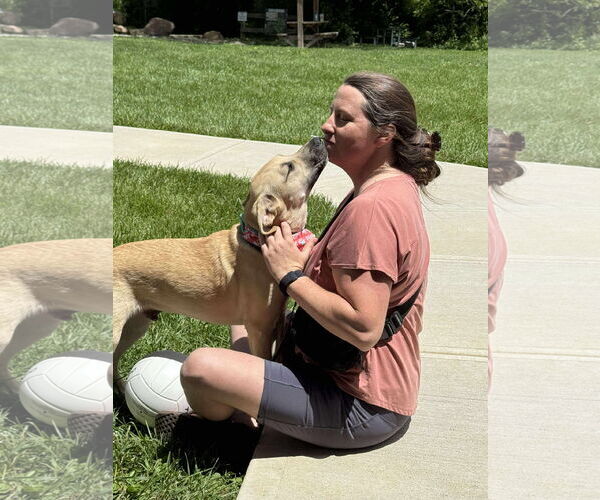 Medium Photo #8 Labrador Retriever-Unknown Mix Puppy For Sale in Germantown, OH, USA