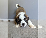Small Photo #16 Saint Bernard Puppy For Sale in PALM COAST, FL, USA