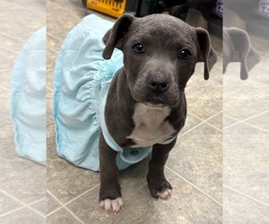 Mutt Dogs for adoption in Rustburg, VA, USA