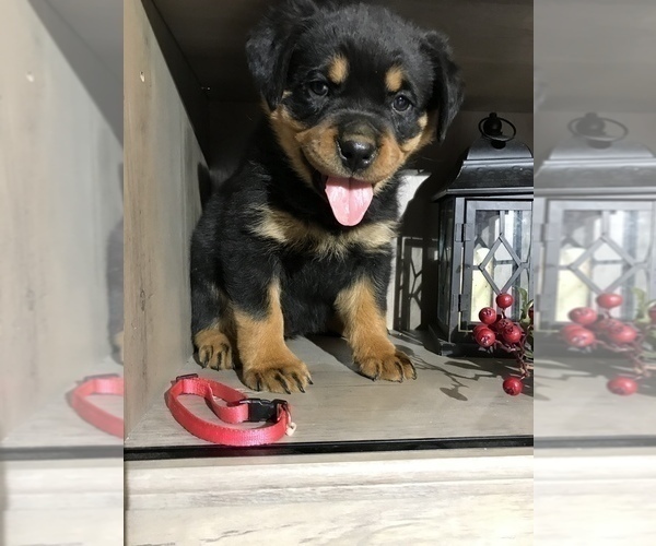 Medium Photo #1 Rottweiler Puppy For Sale in SHREVE, OH, USA