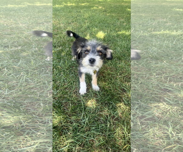 Medium Photo #2 Cairn Terrier-Unknown Mix Puppy For Sale in Sandy, UT, USA