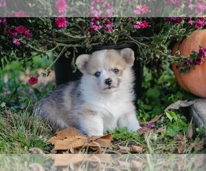 Pembroke Welsh Corgi Puppy for sale in ELKTON, KY, USA
