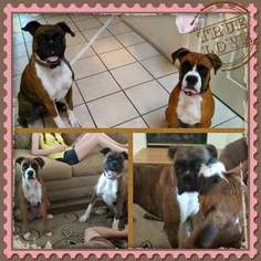 Mother of the Boxer puppies born on 07/25/2017