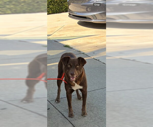 Medium Photo #1 Mutt Puppy For Sale in Stockton, CA, USA