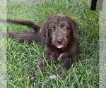 Small #7 Labradoodle