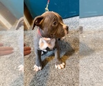 Puppy Zane American Bully